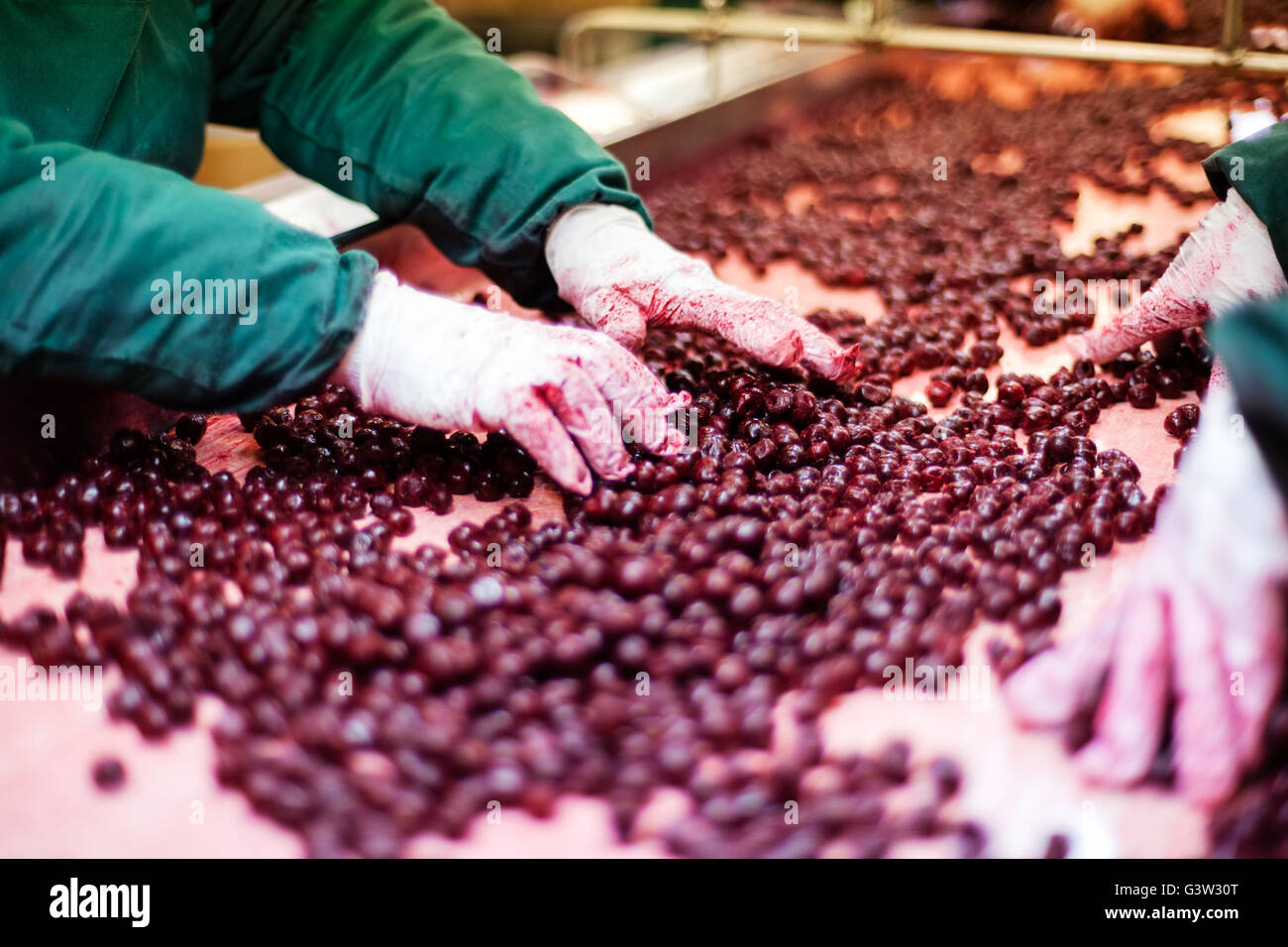 frozen sour cherries in sorting and processing machine Stock Photo - Alamy