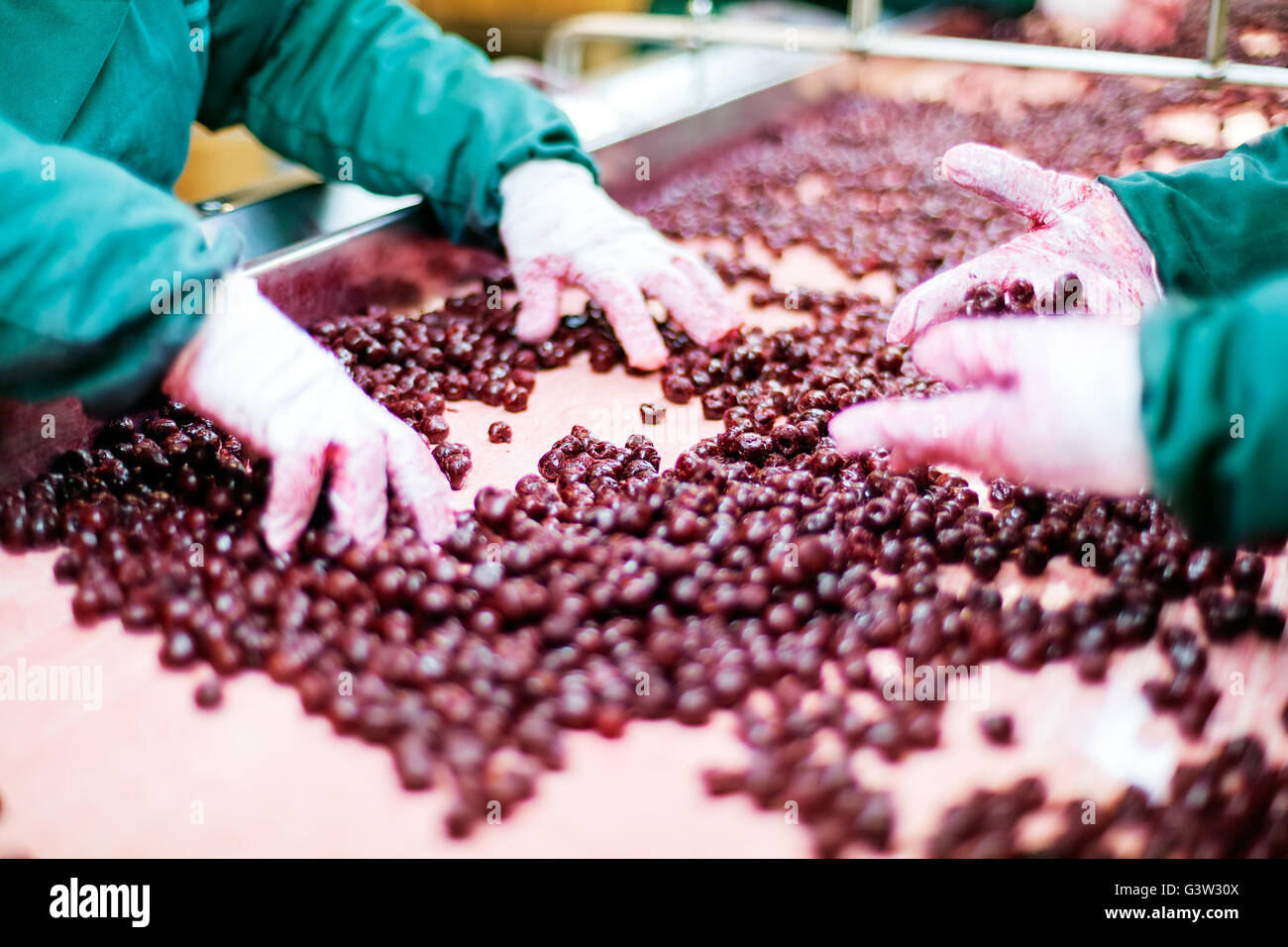 frozen sour cherries in sorting and processing machine Stock Photo - Alamy