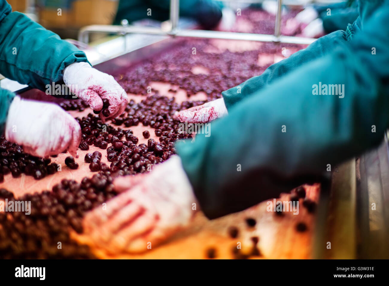 frozen sour cherries in sorting and processing machine Stock Photo - Alamy