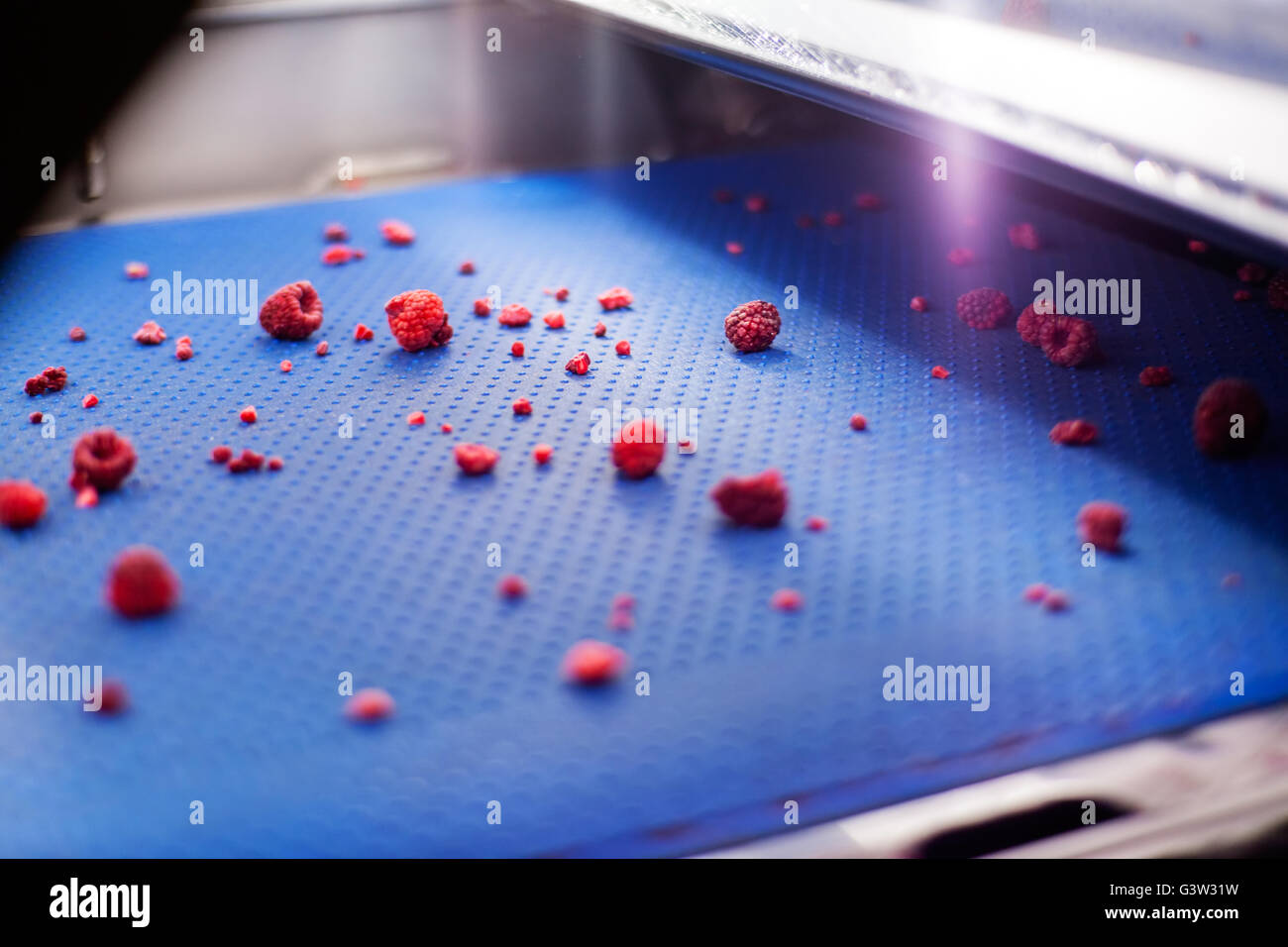 frozen red raspberries inlaser sorting and processing machine Stock