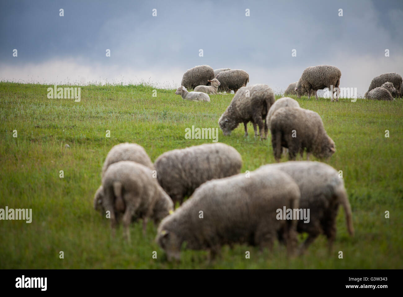 Sheep on a hill with dark clouds behind Stock Photo - Alamy