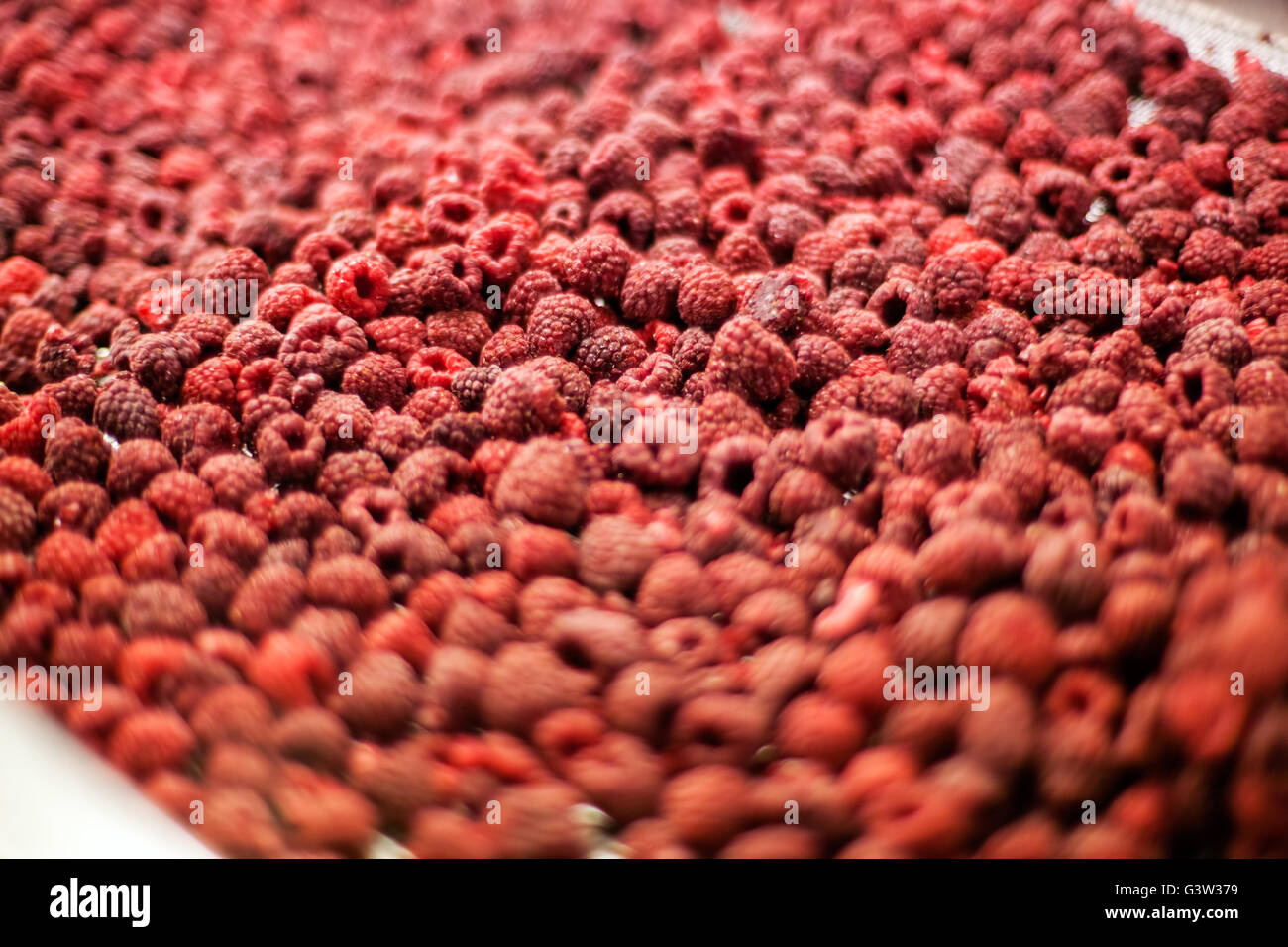 Frozen Red Raspberry frozen red raspberries in sorting and processing machines Stock Photo ...