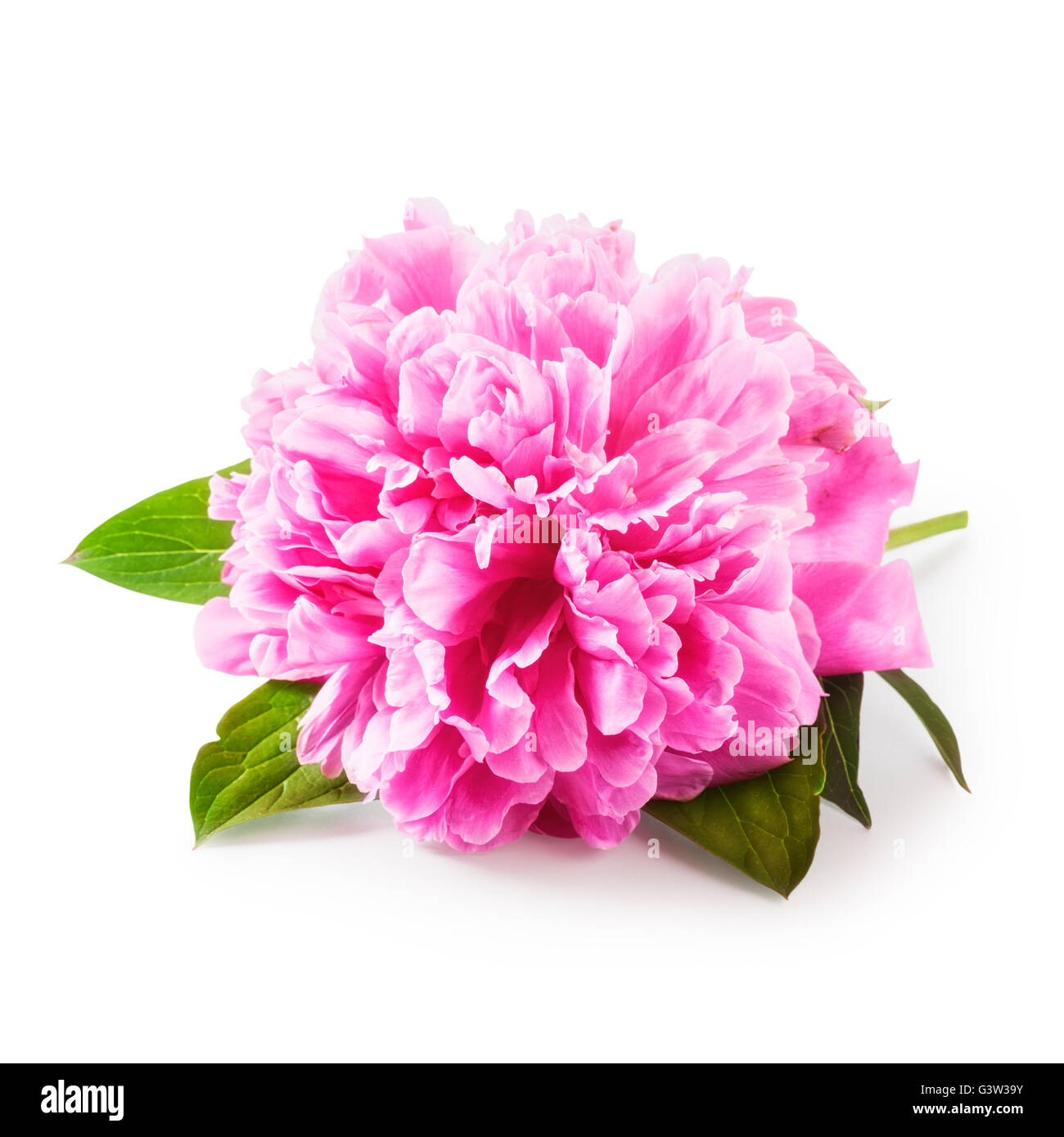 Pink peony flower with leaves. Single object isolated on white ...