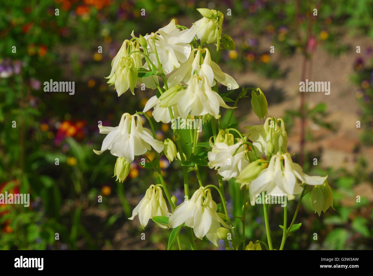 Columbine flowers, aquilegia vulgaris, Stock Photo