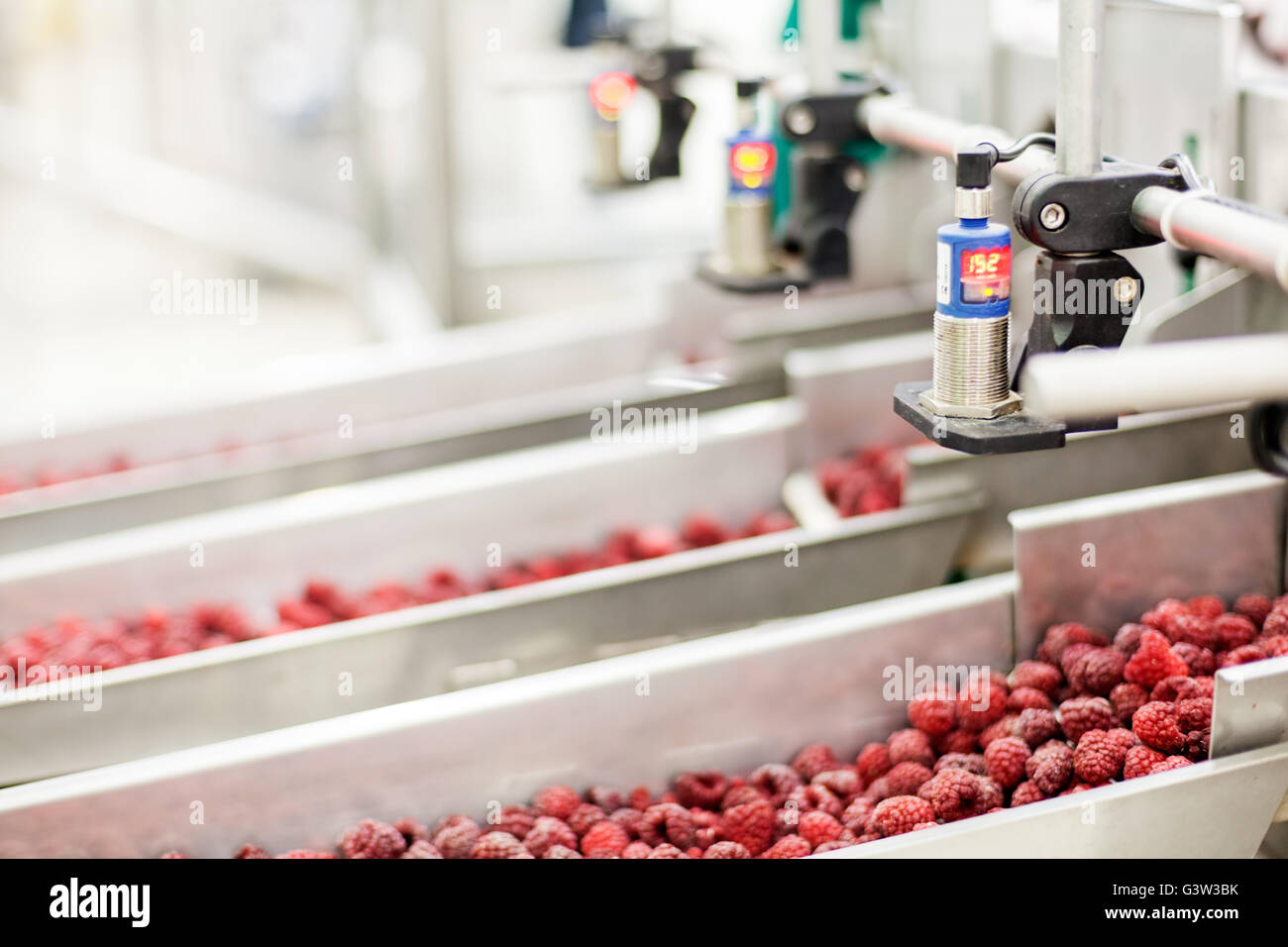 frozen red raspberries in sorting and processing machines Stock Photo