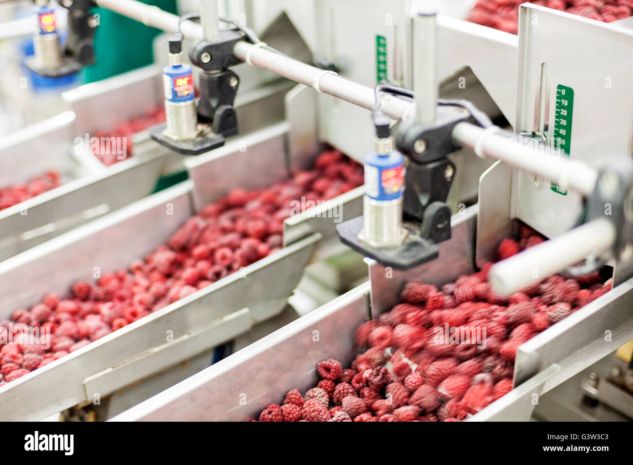 frozen red raspberries in sorting and processing machines Stock Photo