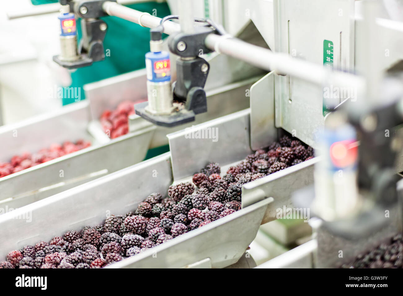 производство ягод. технология по переработке сельскохозяйственной продукции. производство ягод. заморозка ягод производство. производство ягод.