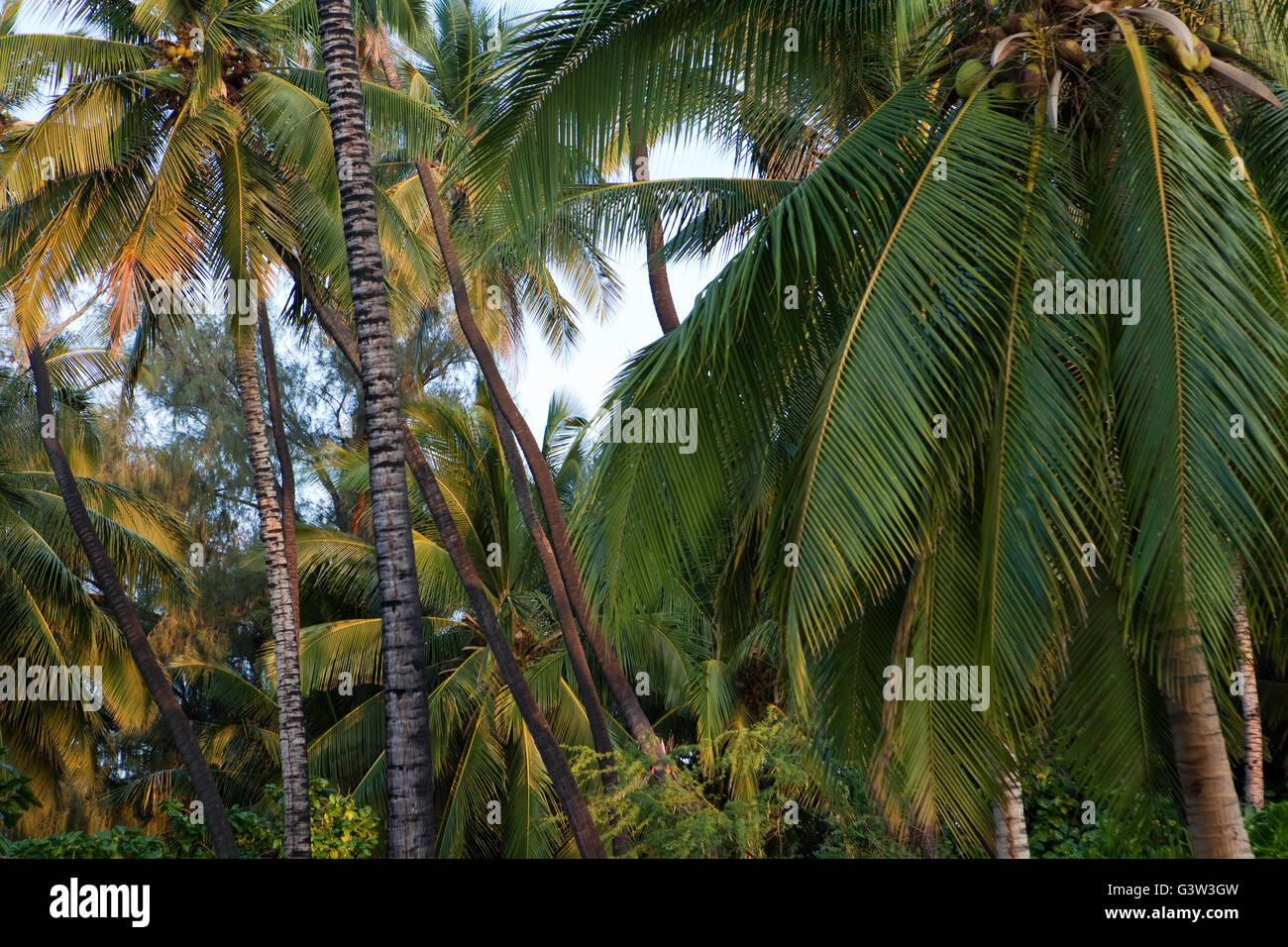 Hawaii scenery hi-res stock photography and images - Alamy