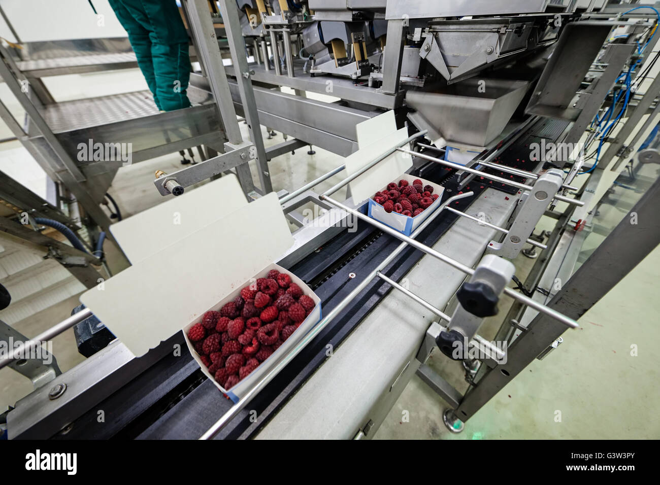 frozen red raspberries in sorting and processing machines Stock Photo