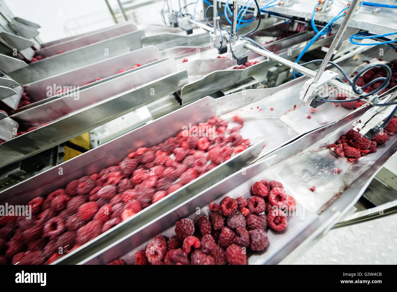 frozen red raspberries in sorting and processing machines Stock Photo