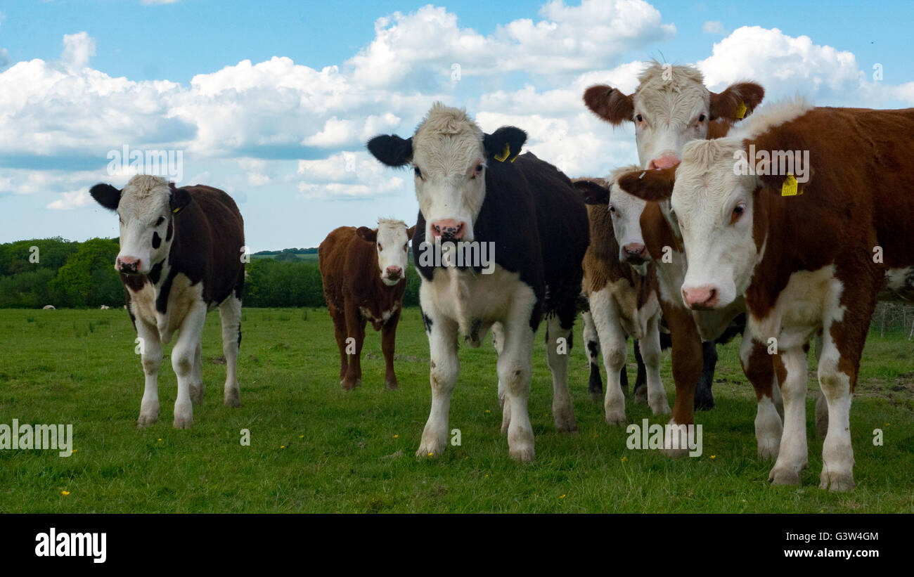Heard of cattle Stock Photo - Alamy