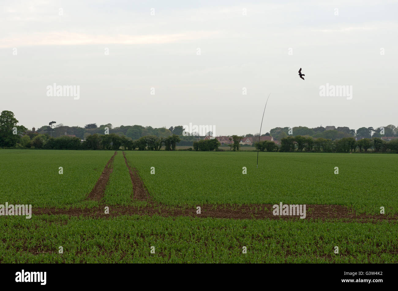Bird scarer protecting crops, Bawdsey, Suffolk, UK. Stock Photo