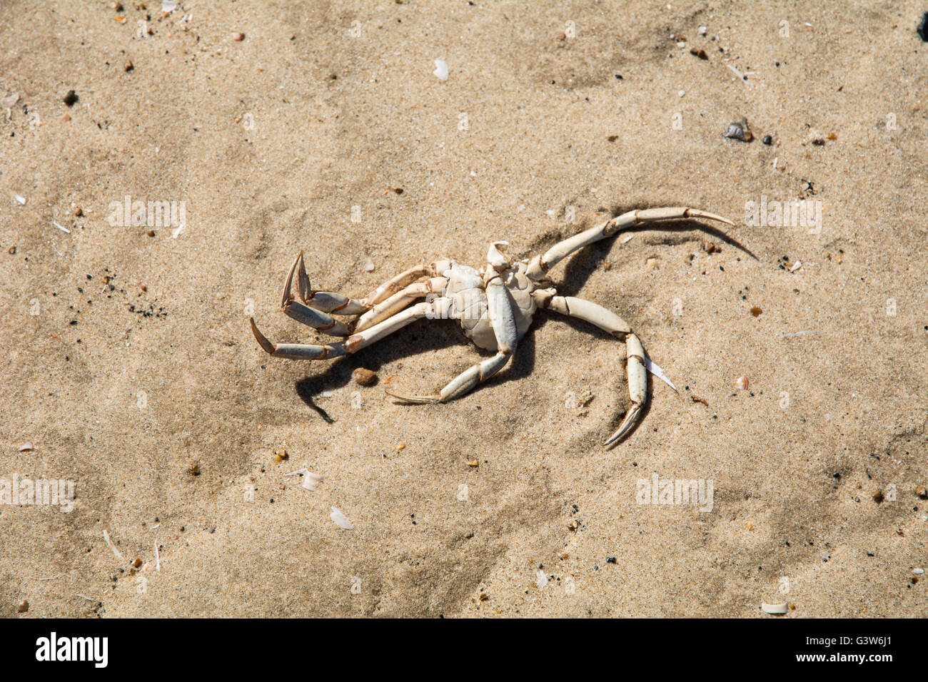 A dead crab washed up on the beach Stock Photo Alamy