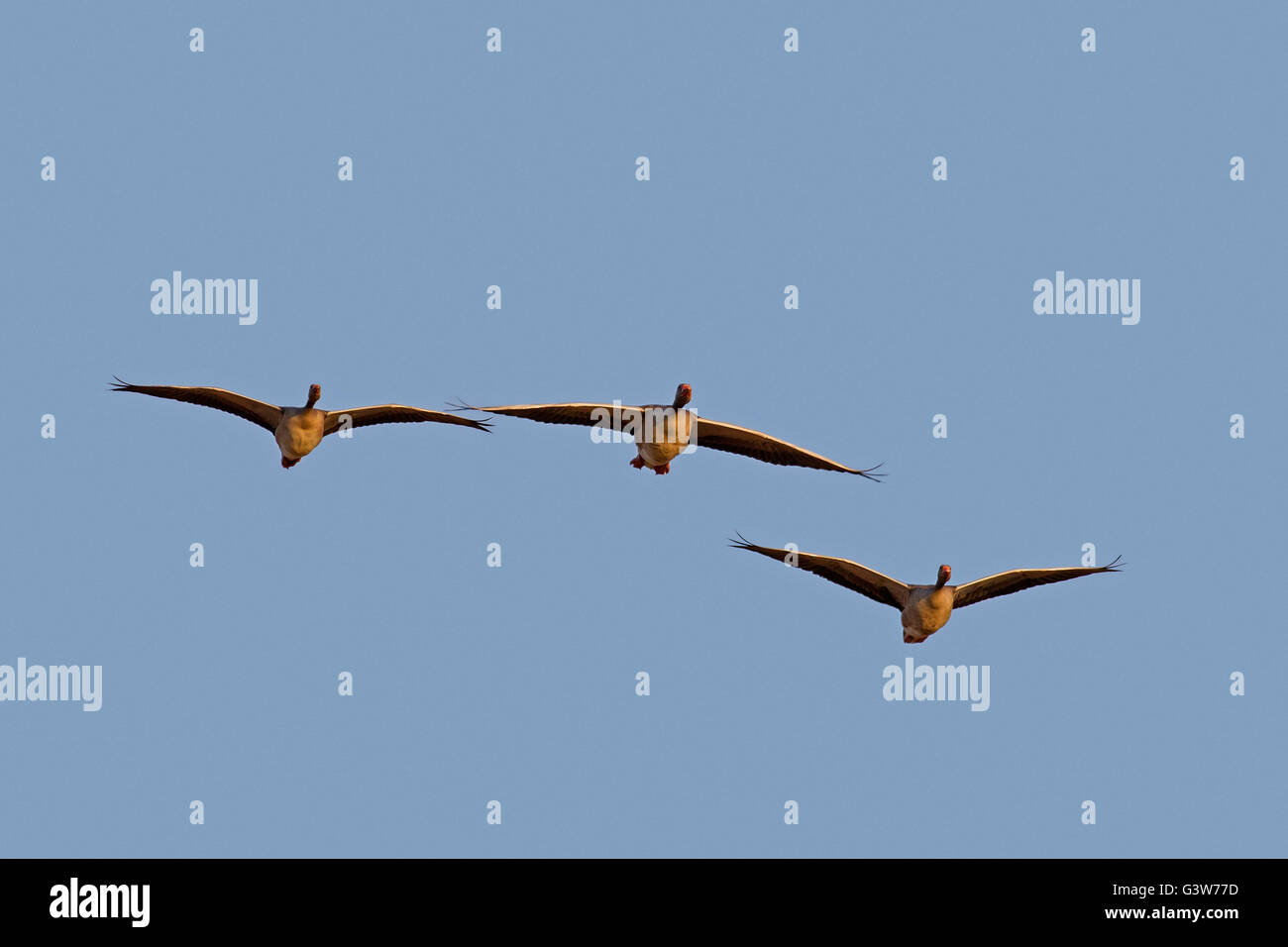 Three migrating greylag geese / graylag goose (Anser anser) in flight