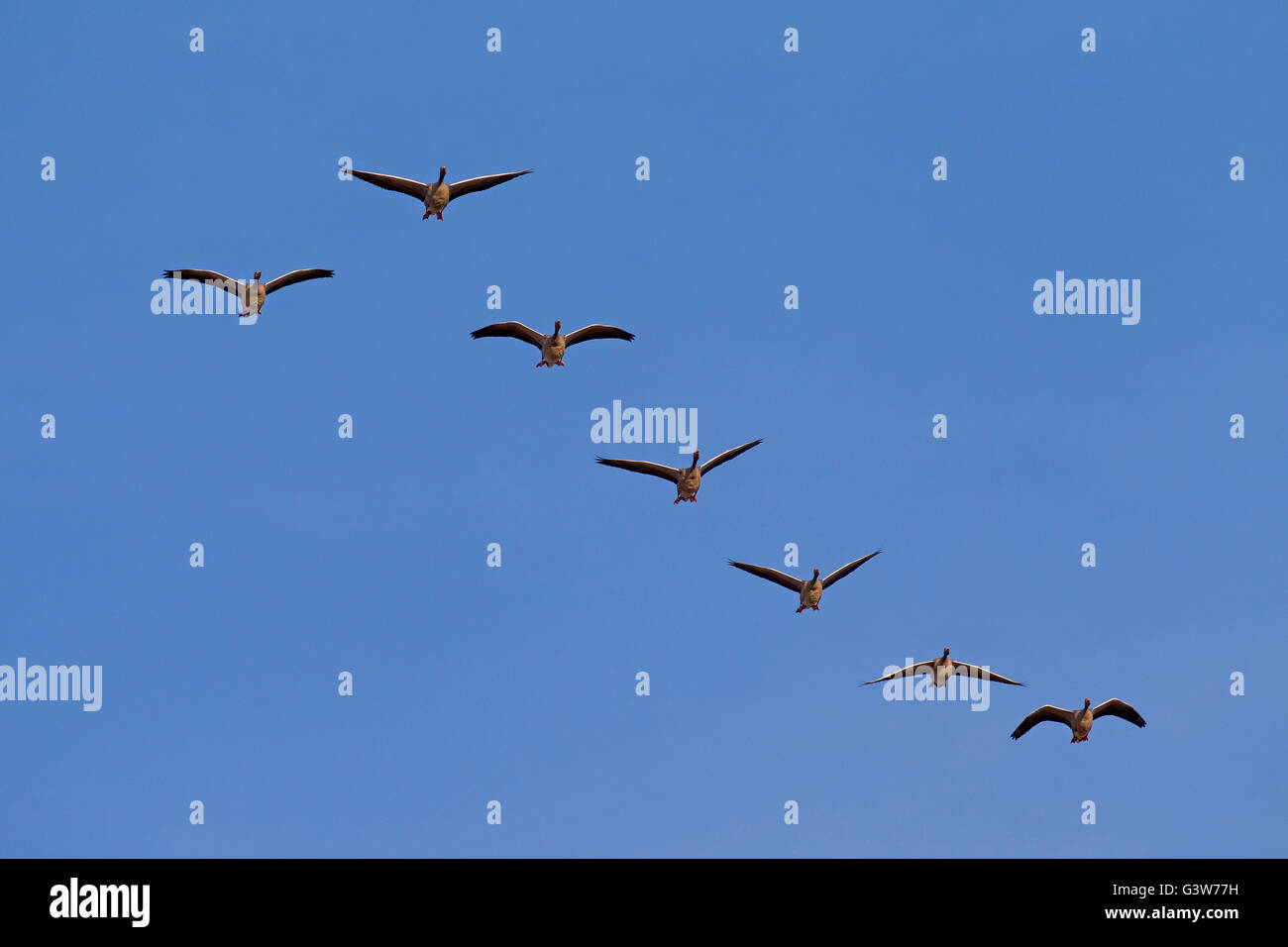 Migrating greylag goose flock / graylag geese (Anser anser) flying in formation against blue sky Stock Photo