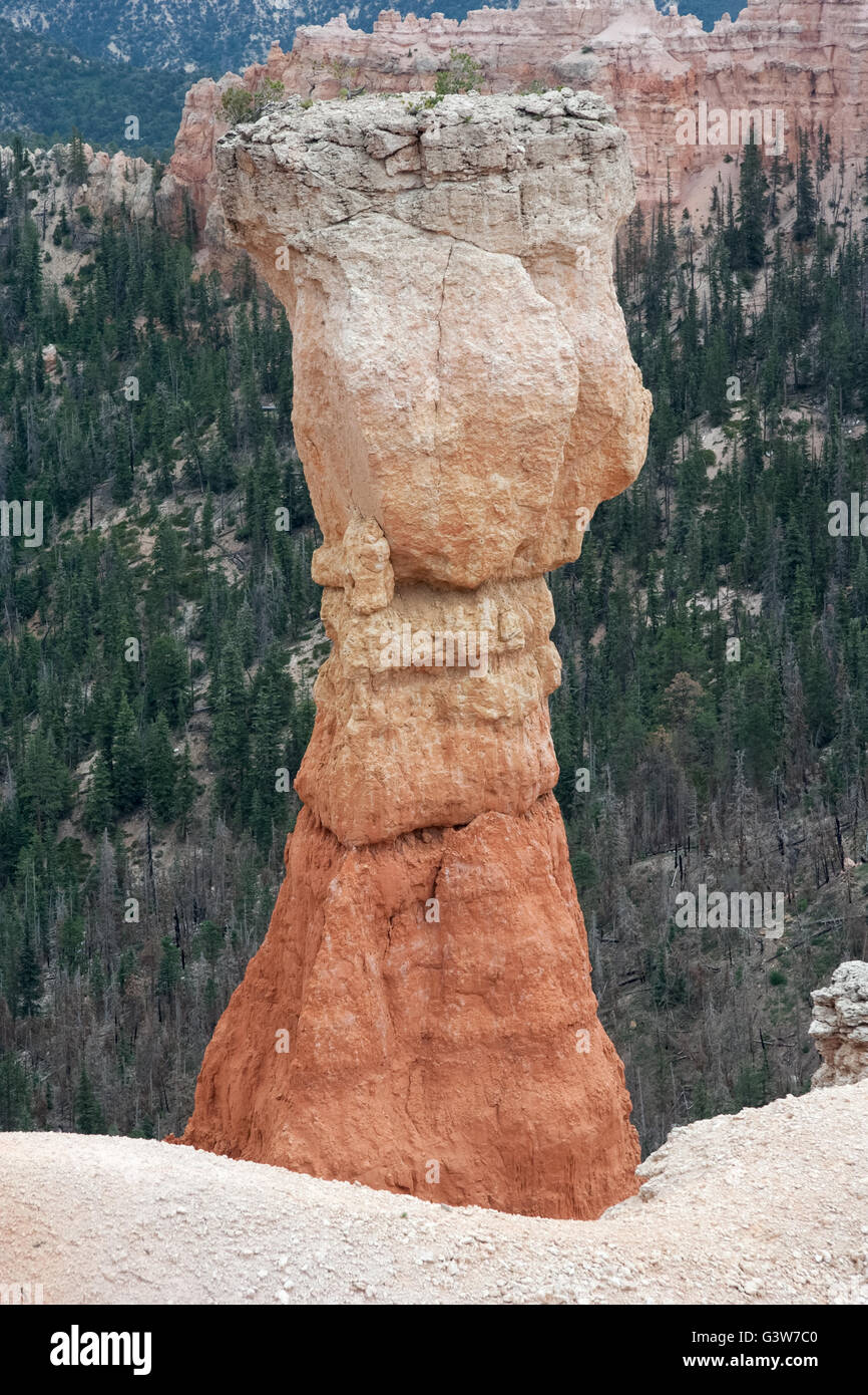 Hoodoo Pinnacle Stone at Bryce Canyon National Park, Utah, USA Stock Photo