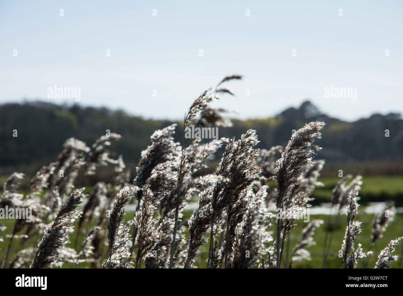Some reeds with the sun shining through them. Stock Photo