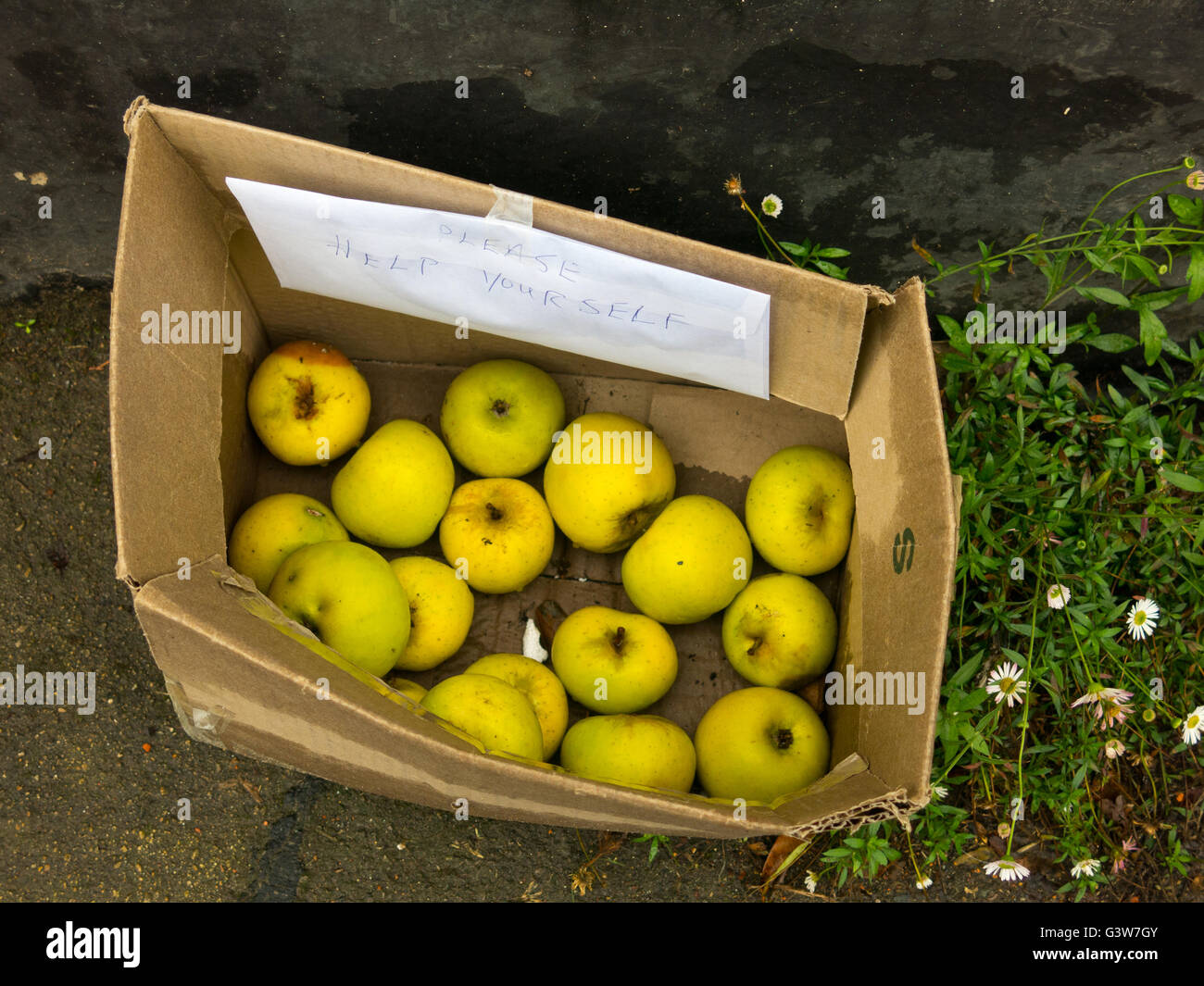Box of home grown apples left out on a village street for people to help themselves. Stock Photo