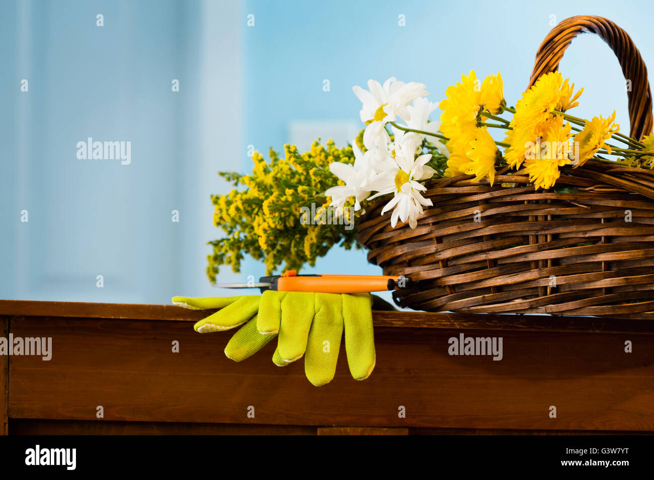 Cut flowers in basket with gloves and gardening shears Stock Photo