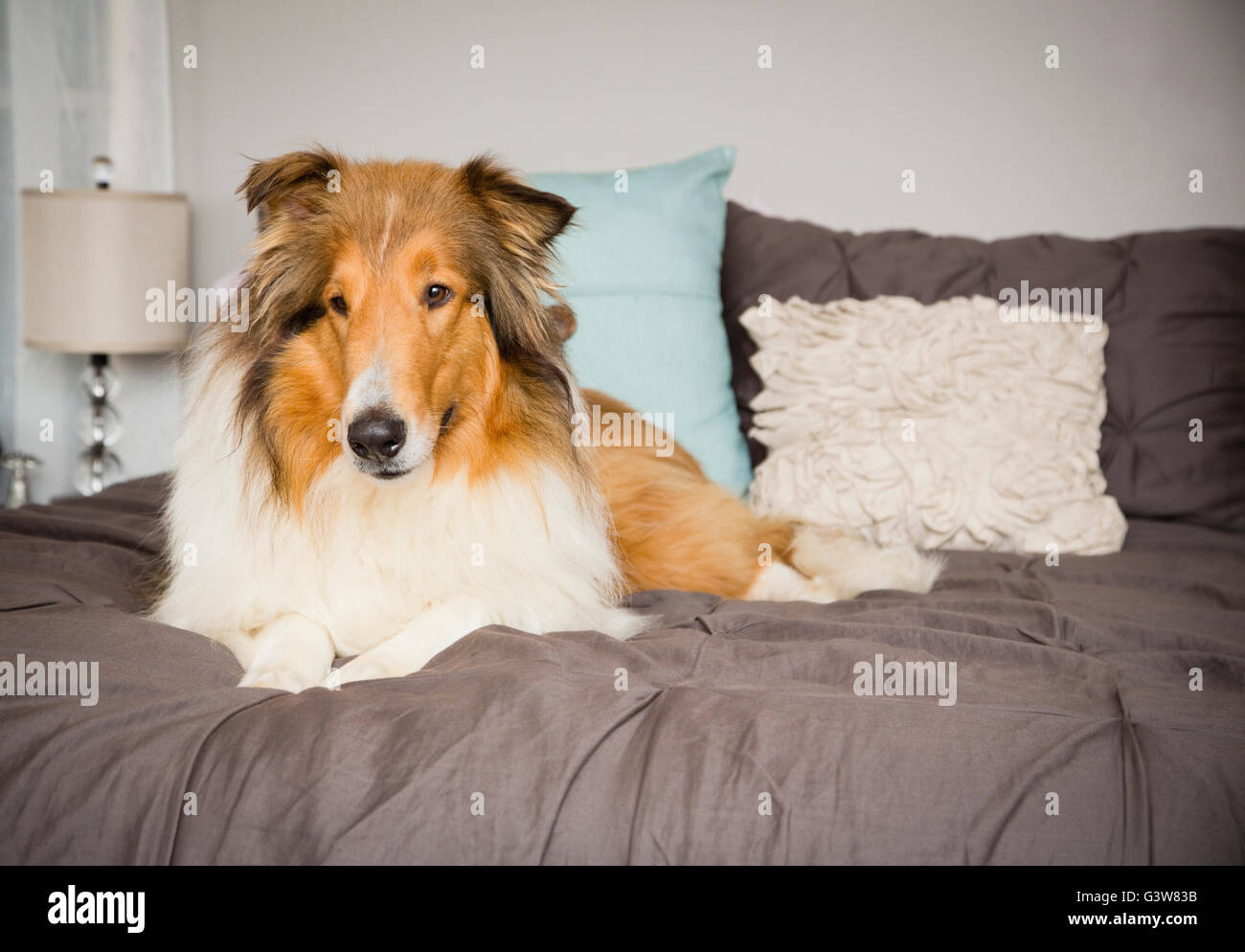 Collie dog lying on bed in bedroom Stock Photo