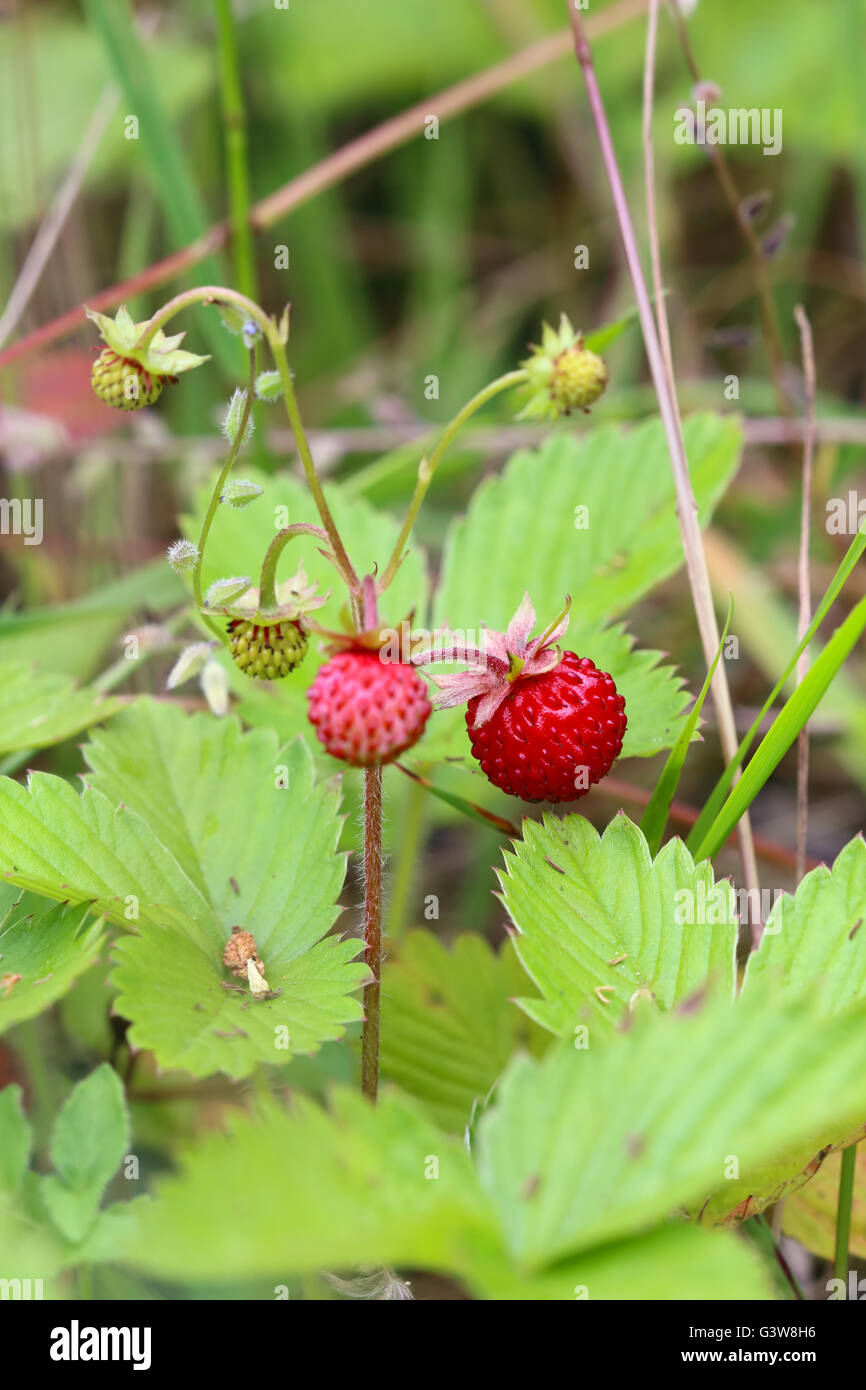 Wild strawberries hires stock photography and images Alamy