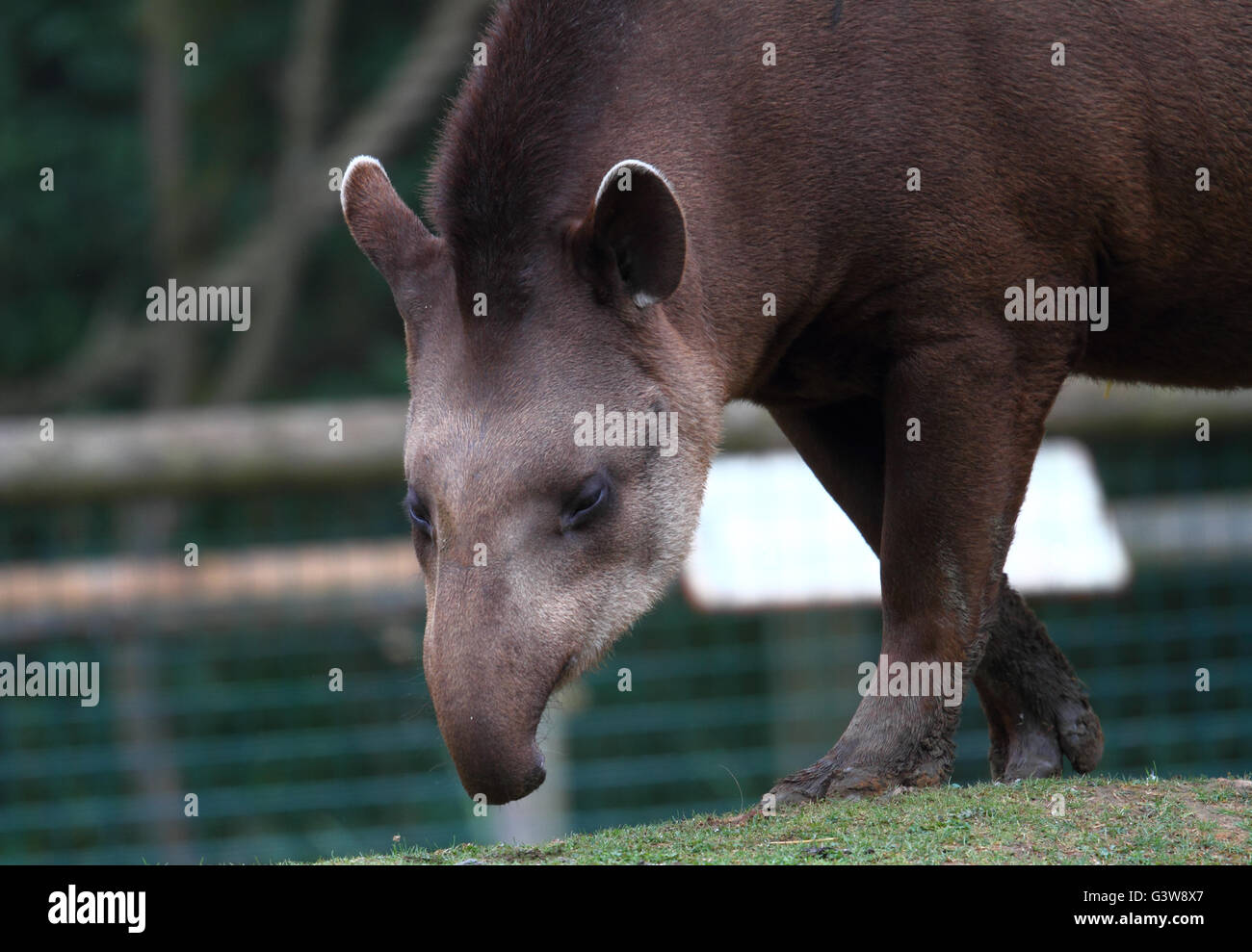 South American Tapir (Tapirus terrestris) Stock Photo