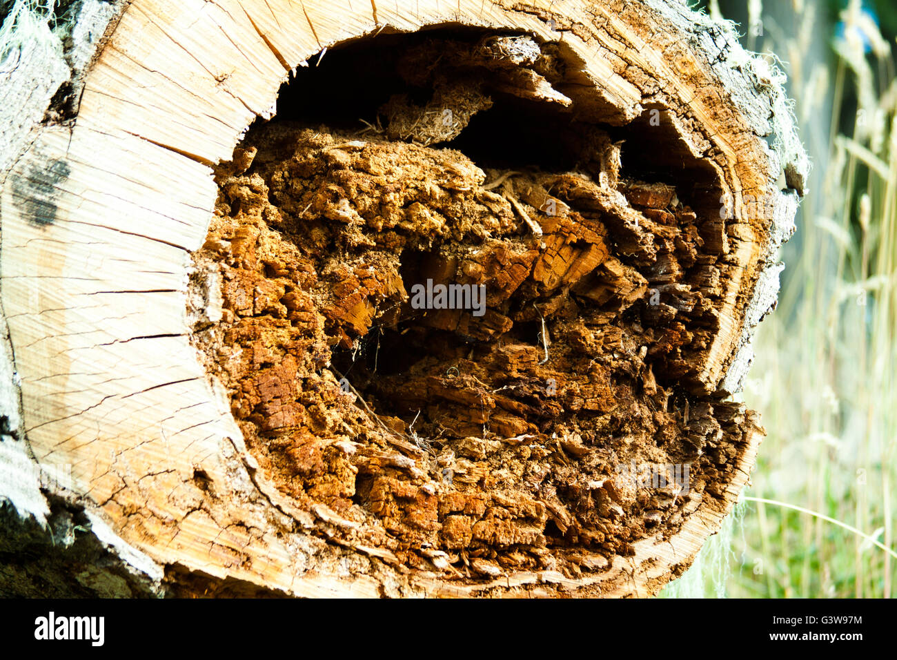 A fallen tree in the forest Stock Photo - Alamy