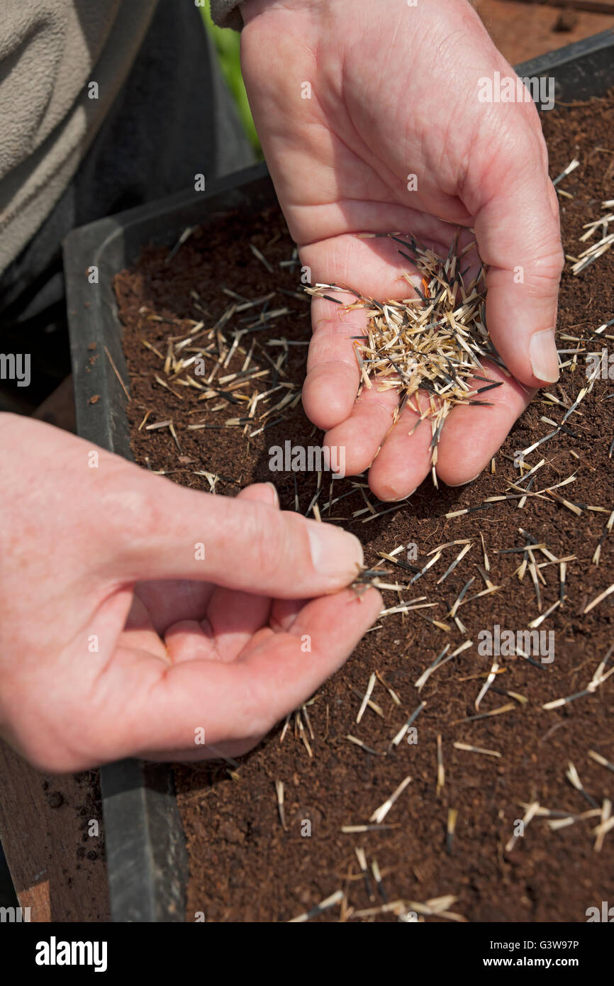 Close up of person gardener man planting sowing marigold flower seed seeds a seedtray in spring England UK United Kingdom GB Great Britain Stock Photo