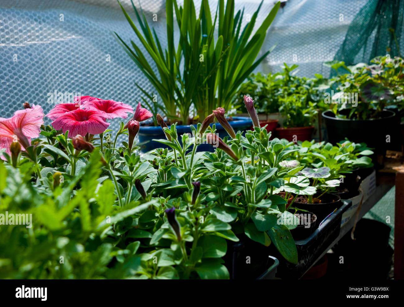 Tender young petunia petunias and verbena plants growing in a greenhouse in spring England UK United Kingdom GB Great Britain Stock Photo