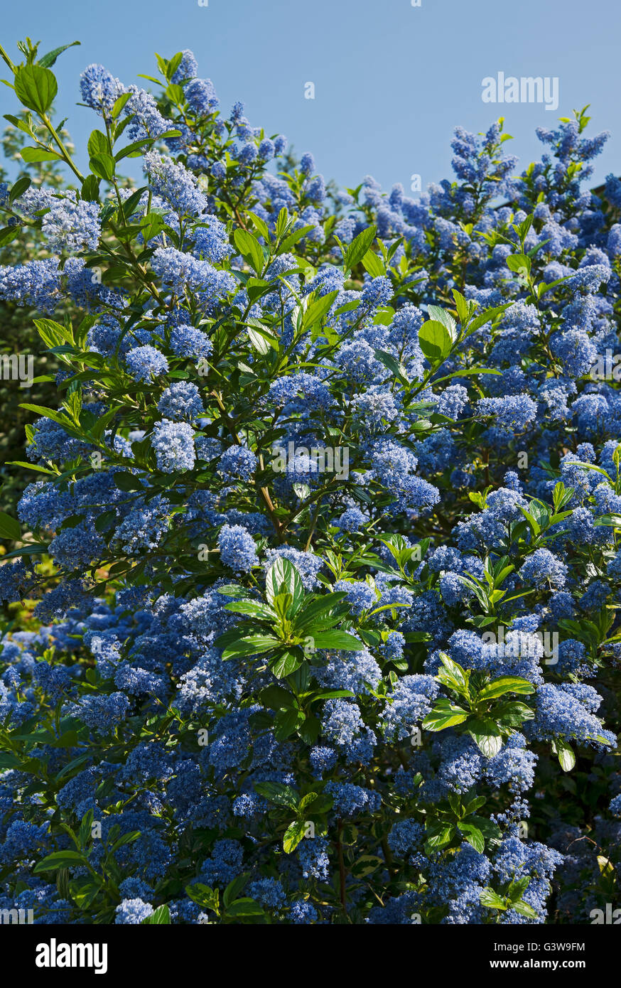 Blue Ceanothus flowers flower bloom blooms flowering in summer England UK United Kingdom GB Great Britain Stock Photo