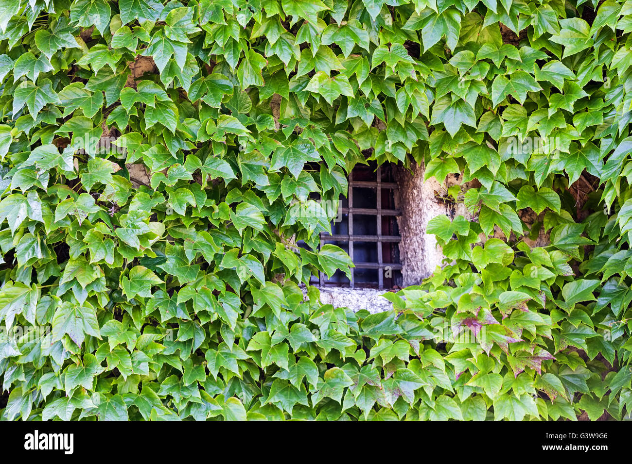 green leaves on a old stone wall with window Stock Photo - Alamy