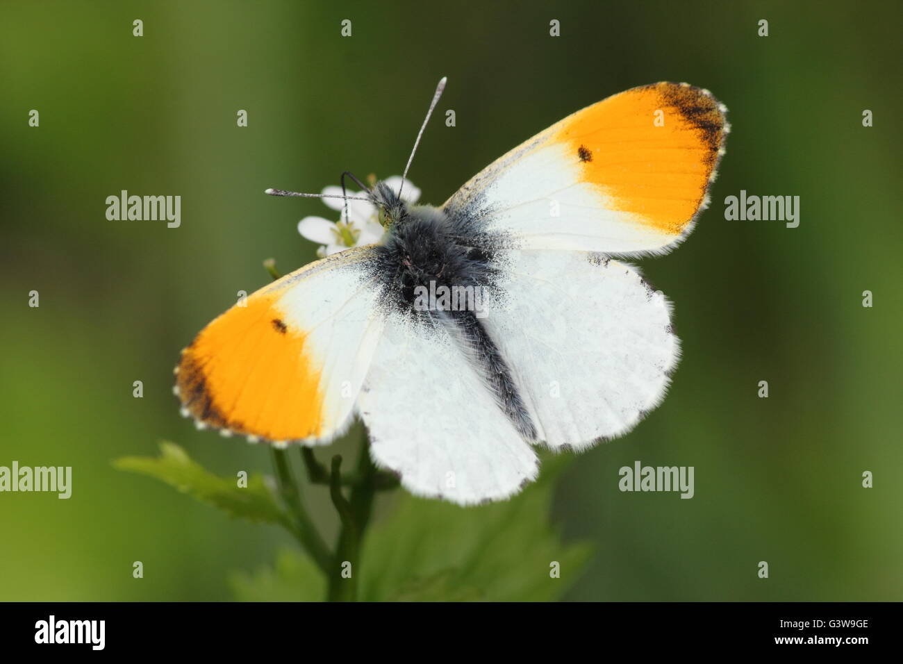 Orange tip butterfly (Anthocharis cardamines) at  rest in a field hedgerow habitat, Nottinghamshire England UK - May Stock Photo