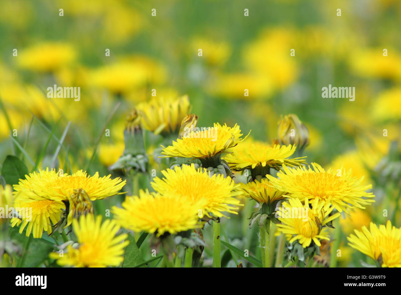 Dandelions (taraxacum officinale) in flower in a field in Noottinghamshire, England UK - early May Stock Photo