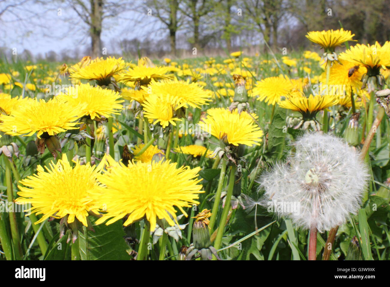 Dandelions (taraxacum officinale) and a dandelion seedhead (r) grow in profusion in a field in Derbyshire England UK Stock Photo