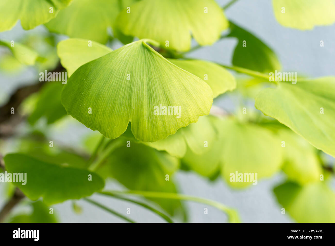 Close-up of Ginkgo Biloba leaves Stock Photo