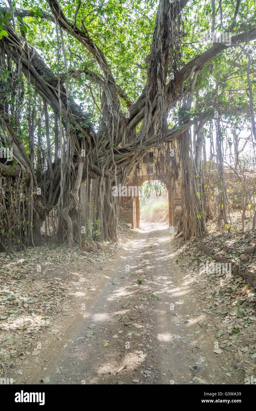 Old jungle tree by an arch Stock Photo
