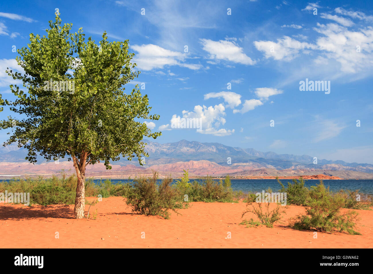 Lonely tree on th sandy beach in Sand Hollow State Park in Utah Stock