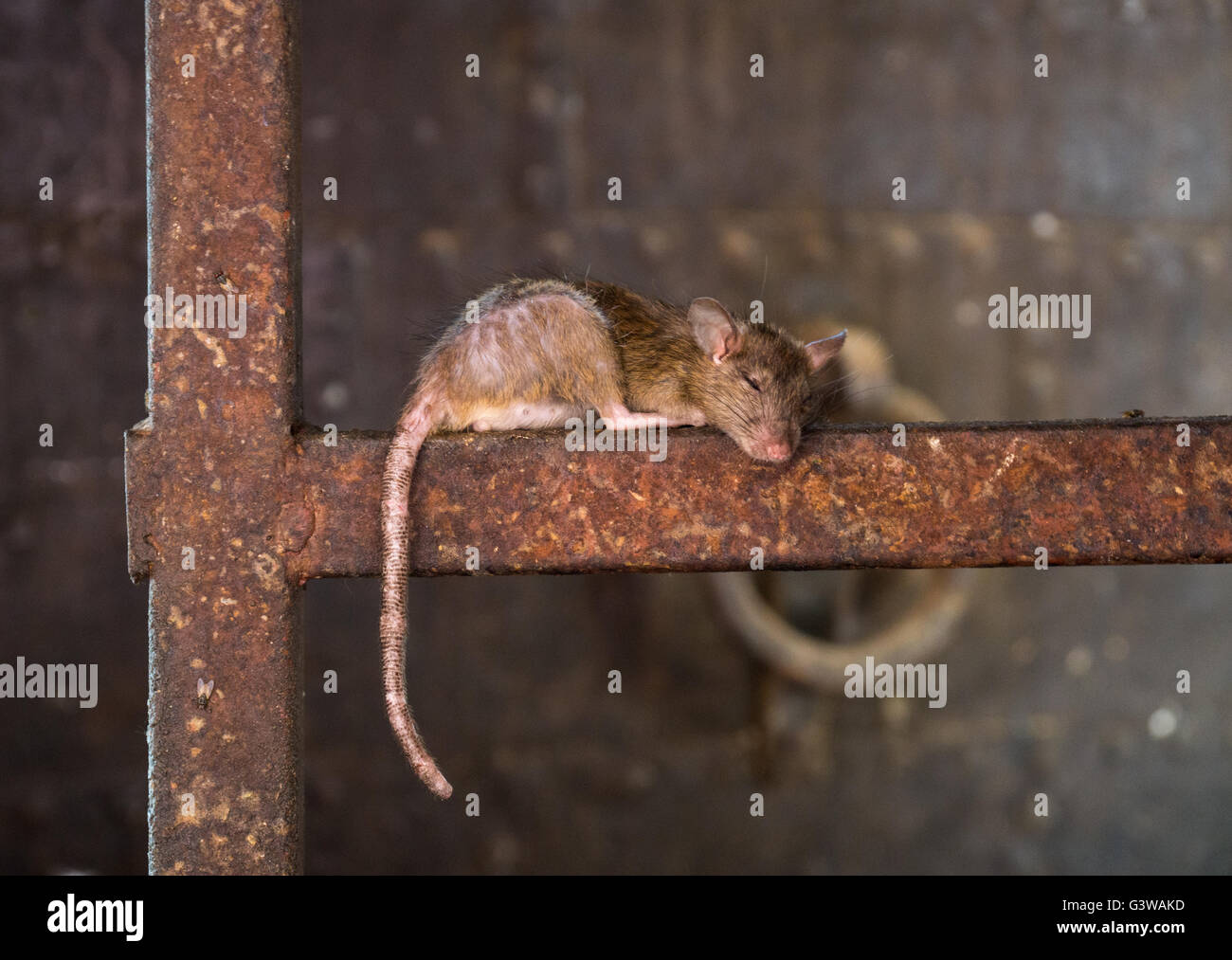 Sleeping rat on a rusty bar. Bikaner Rat Temple, India. Stock Photo