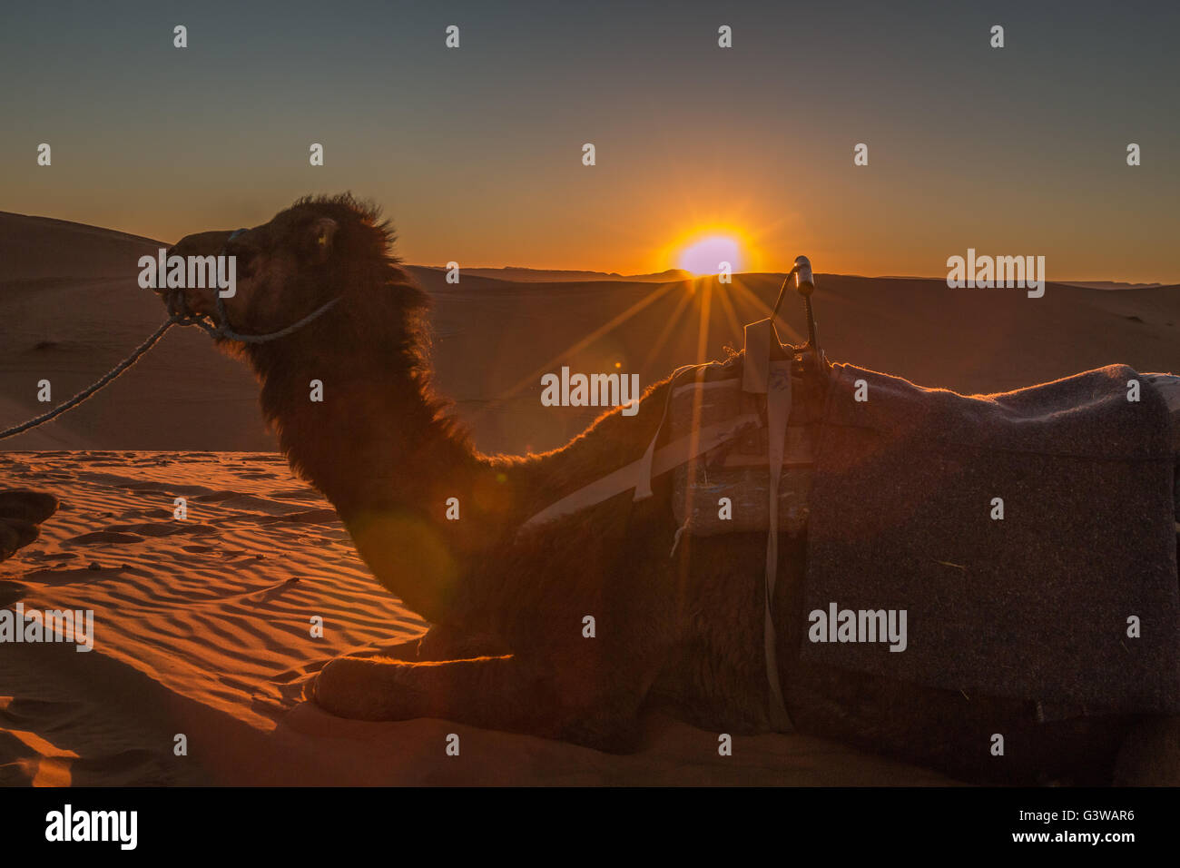 Camel in sahara desert during sunset Stock Photo - Alamy