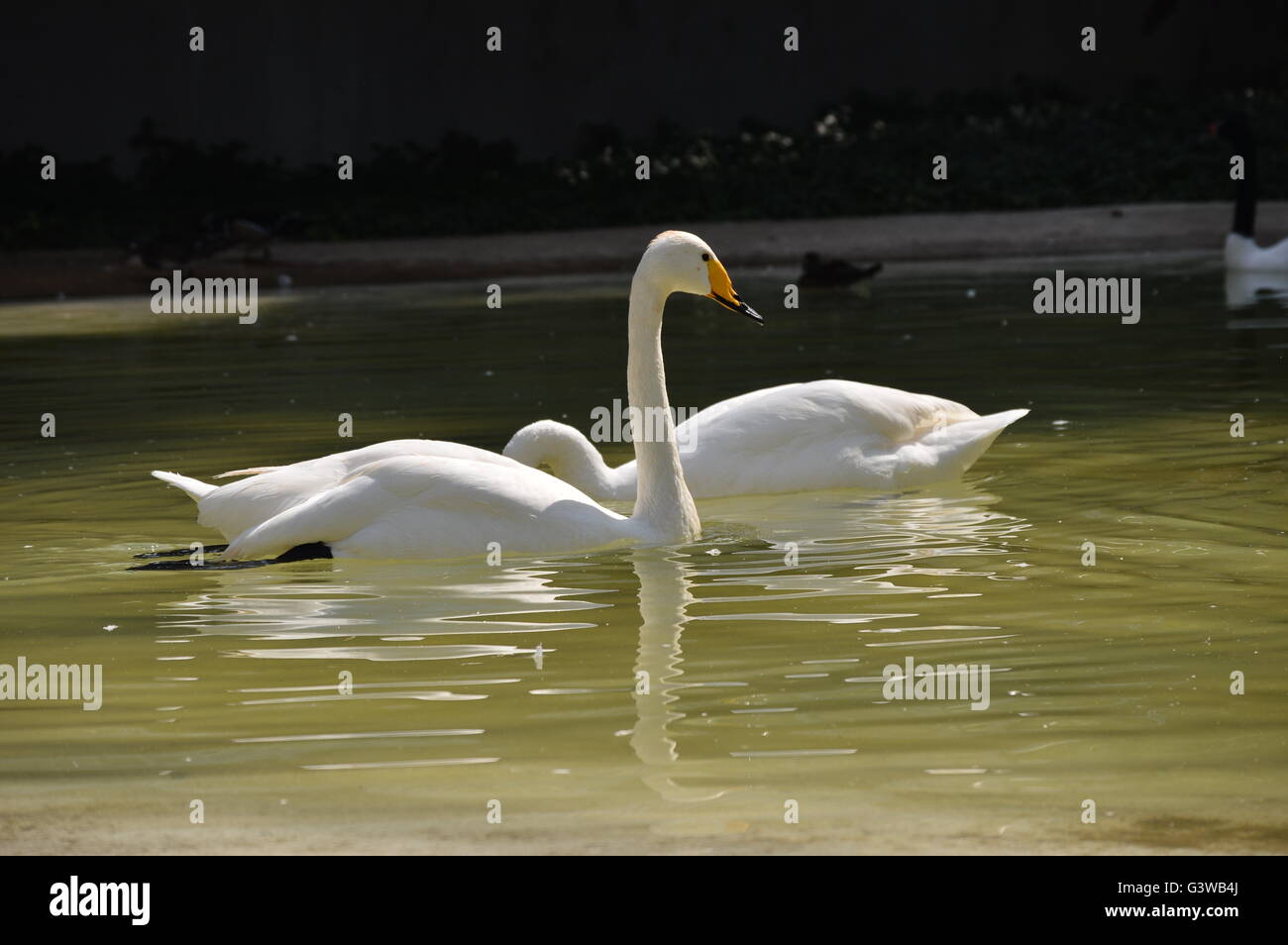 Swans swimming in the lake hi-res stock photography and images - Alamy