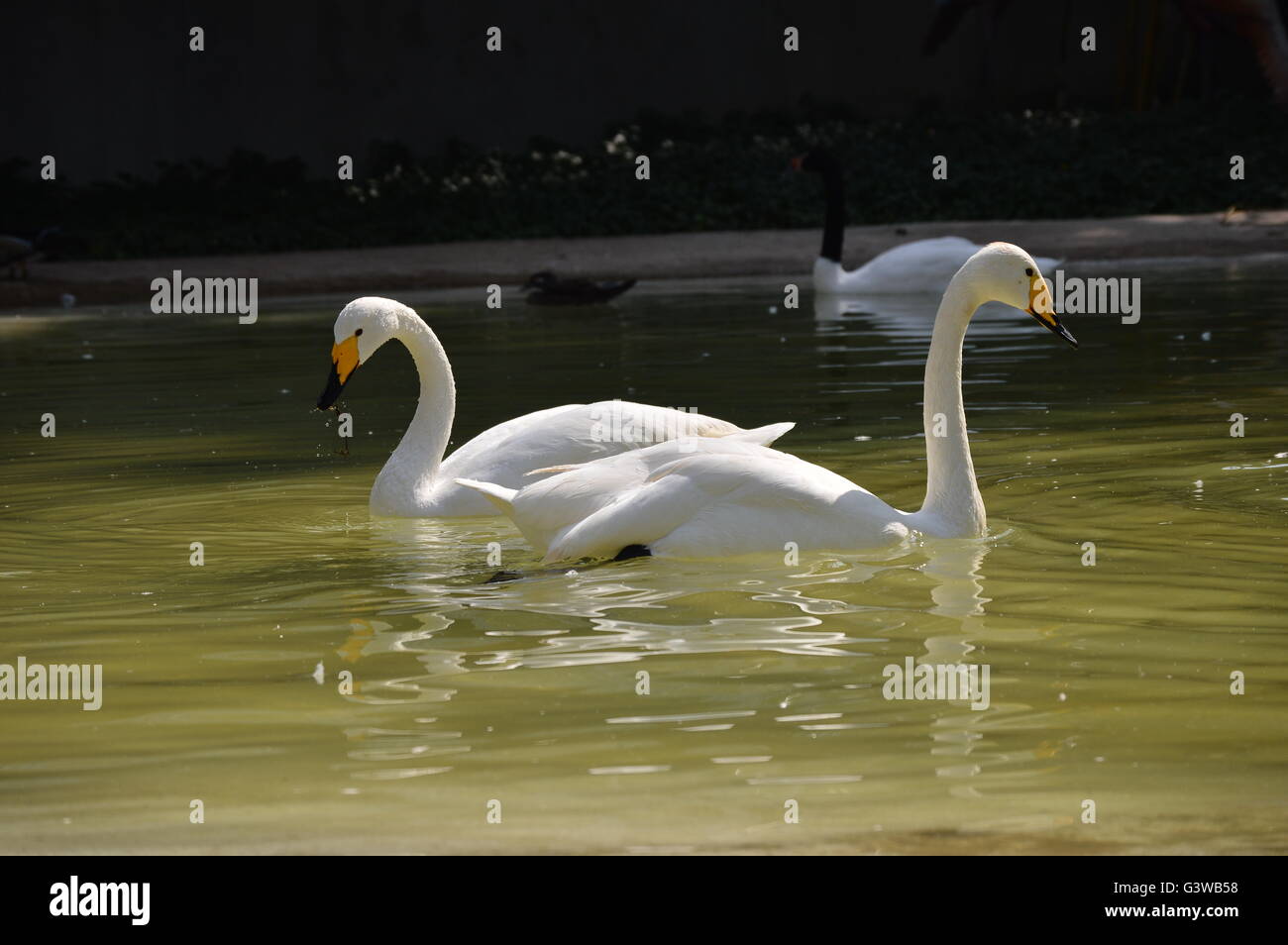 Two white swans swimming in a lake Stock Photo - Alamy
