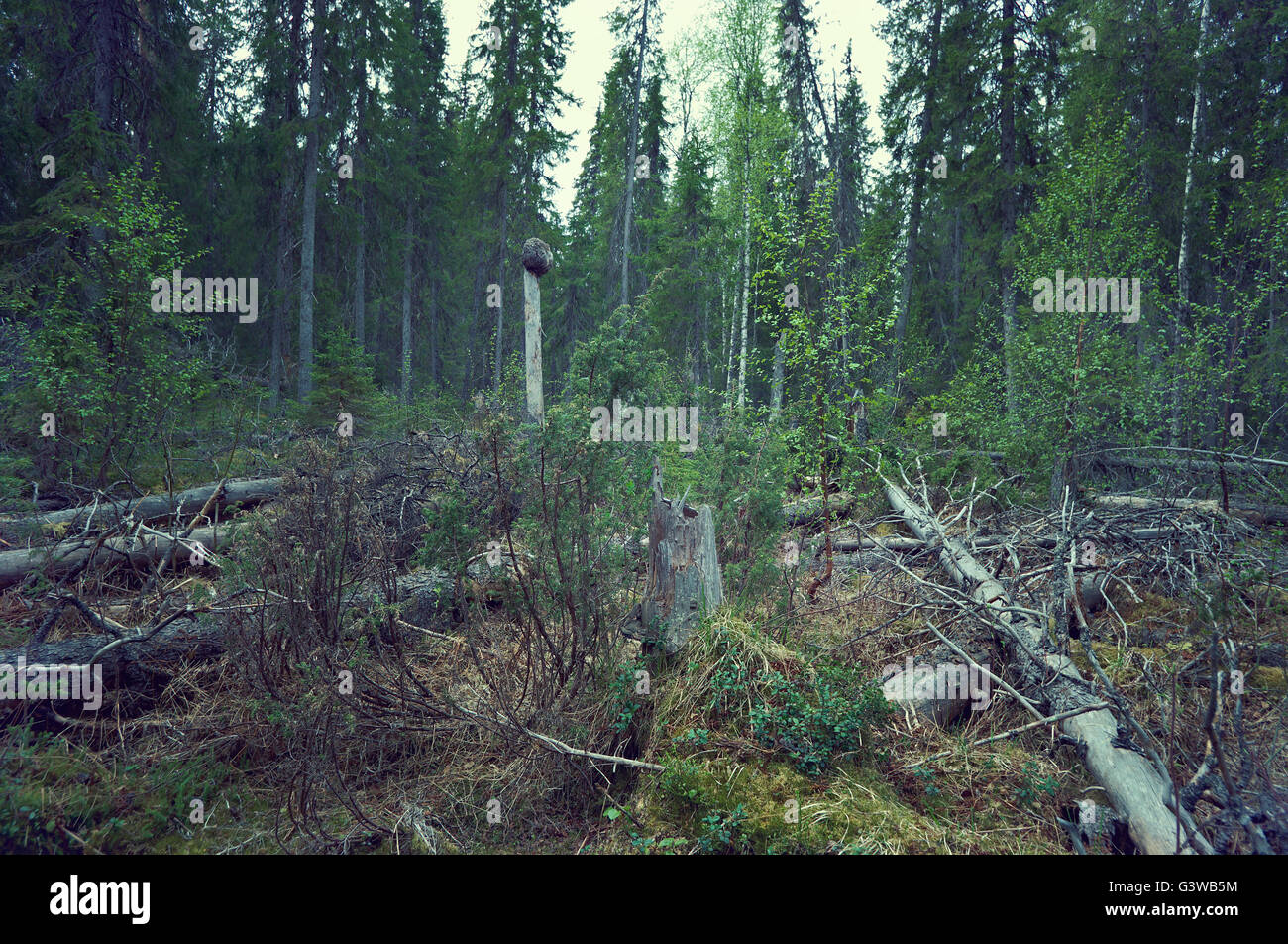 Windbreak in taiga forest,felled trees Stock Photo