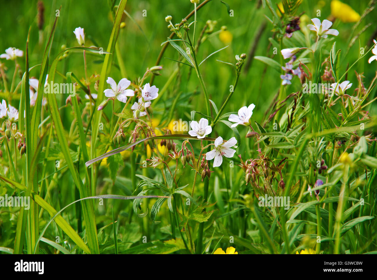 Geranium pratense  hardy flowering herbaceous perennial plant in the genus Geranium . Stock Photo