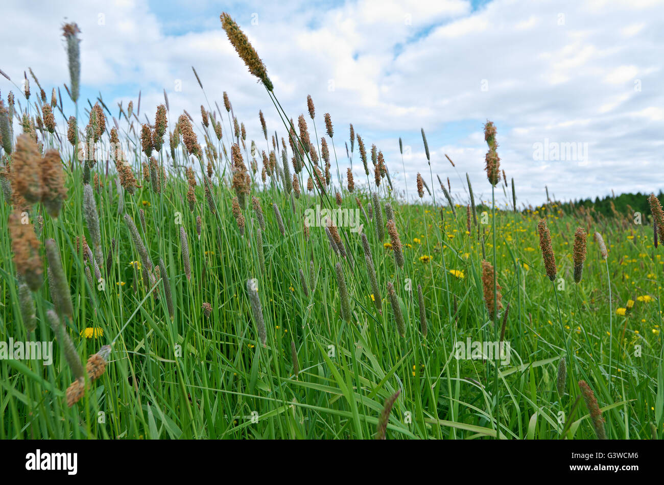 Russian meadow with  Timothy-grass.Arkhangelsk region. Russian North. Stock Photo