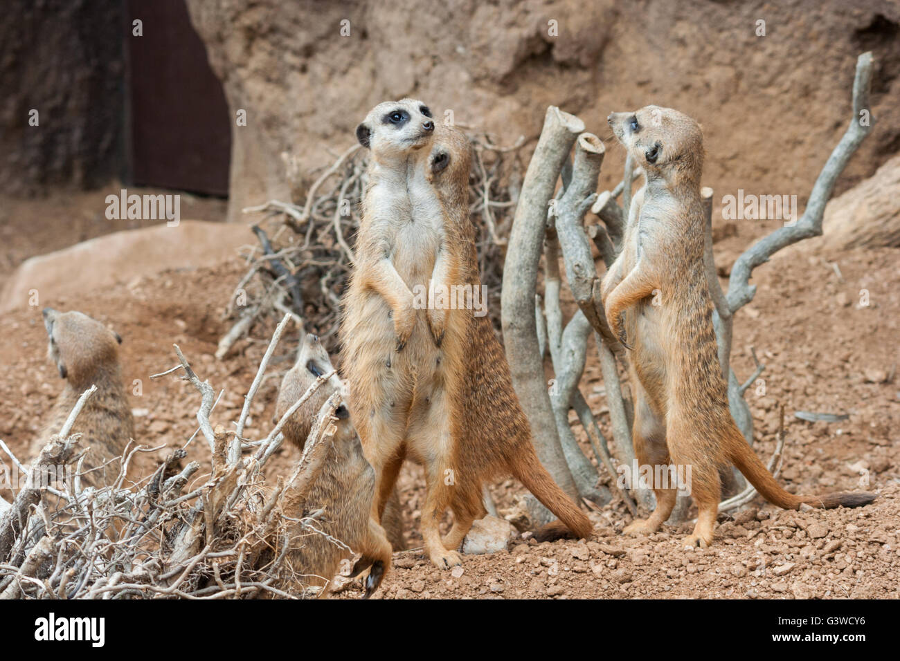 Family of Meerkats standing alert in the desert environment Stock Photo