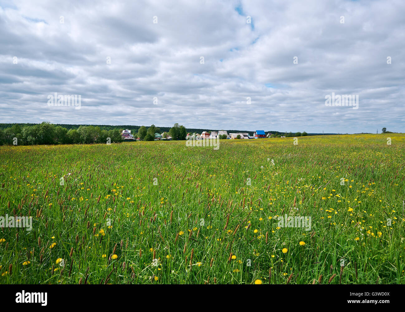 Russian spring meadow with flowers.Arkhangelsk region. Russian North ...