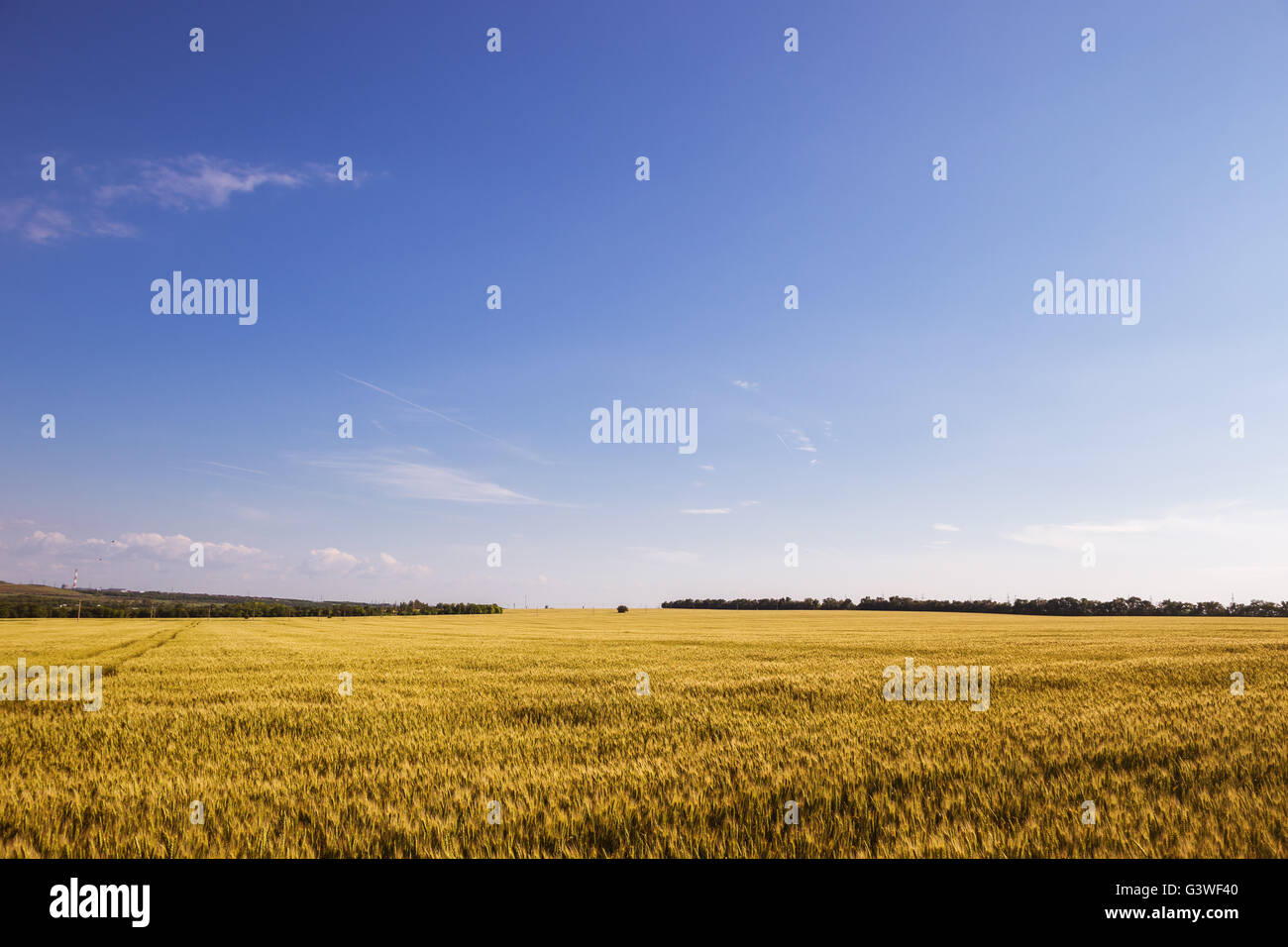 Field of wheat under cloudy sky, summer landscape Stock Photo