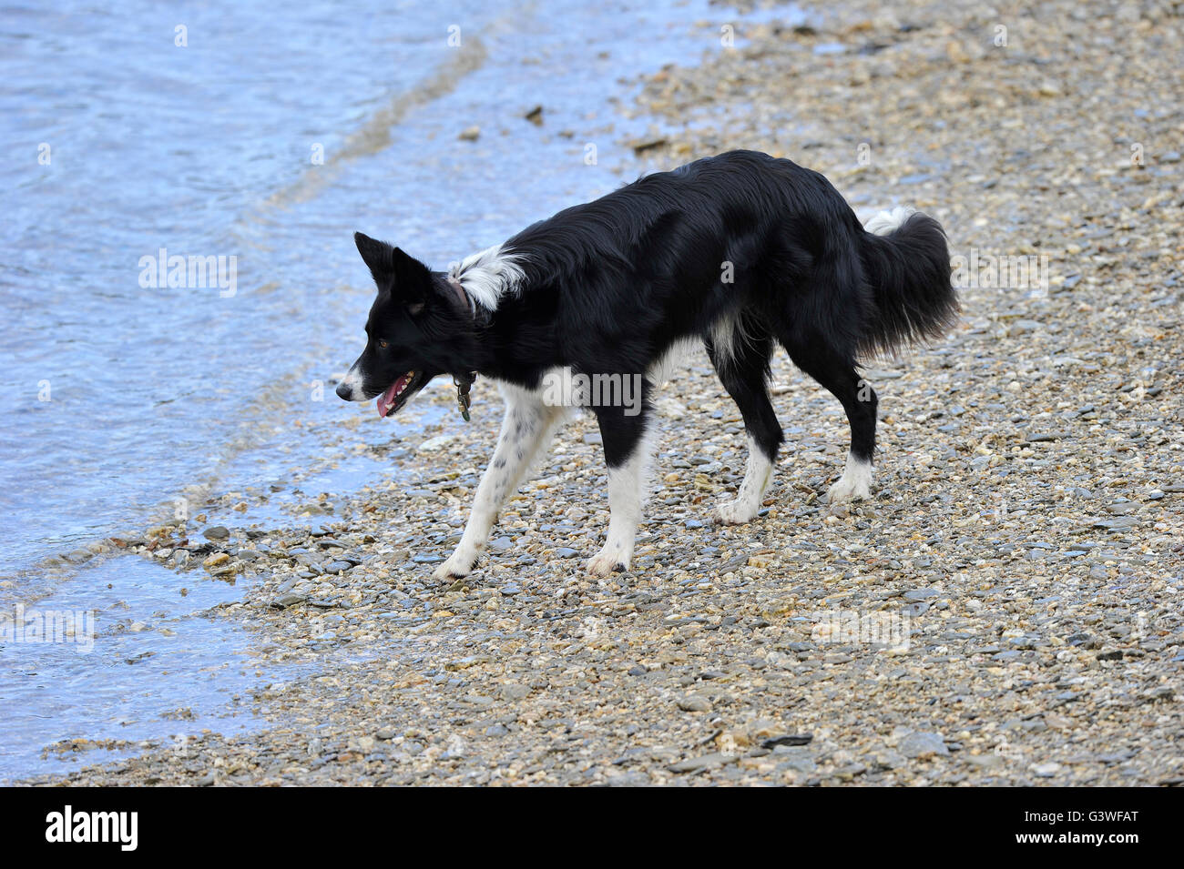 Dog lapping water hires stock photography and images Alamy