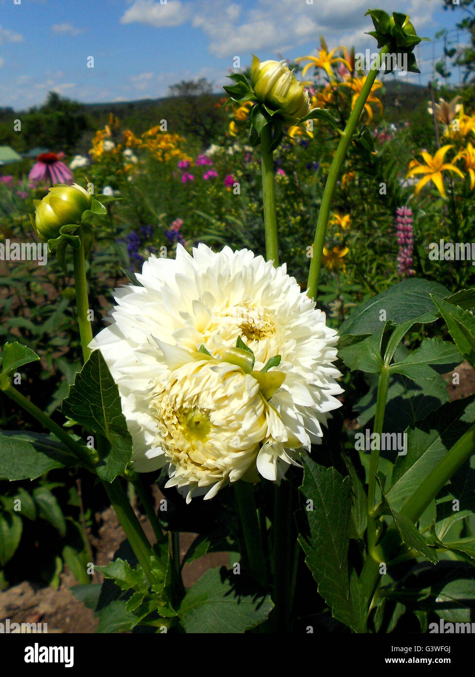 Dahlia - decoration garden plot. Stock Photo