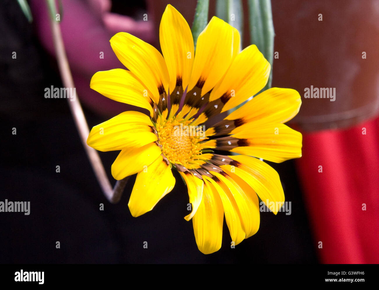 Delicate spring flower Stock Photo